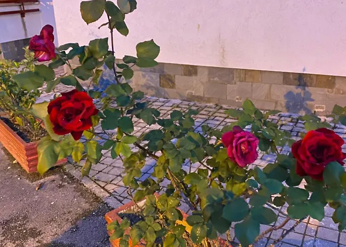 Lejlighed Zabazaba *